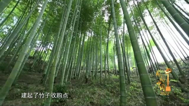 紫珠种植致富项目_紫珠养殖_广东紫珠种植效益