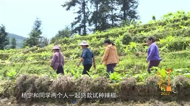 紫珠种植致富项目_广东紫珠种植效益_紫珠养殖