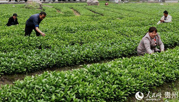 适合莆田种植的果树_莆田适合种植什么水果_莆田种植致富