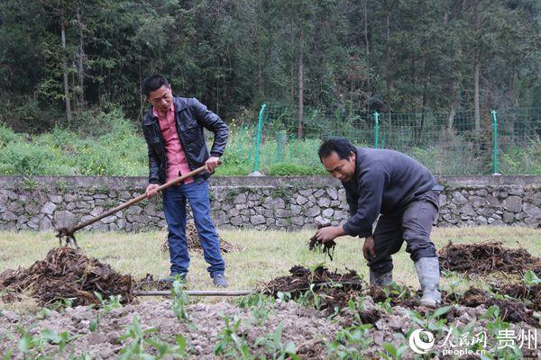 莆田种植致富_莆田适合种植什么水果_适合莆田种植的果树