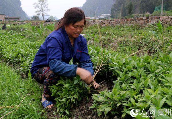 莆田种植致富_莆田适合种植什么水果_适合莆田种植的果树