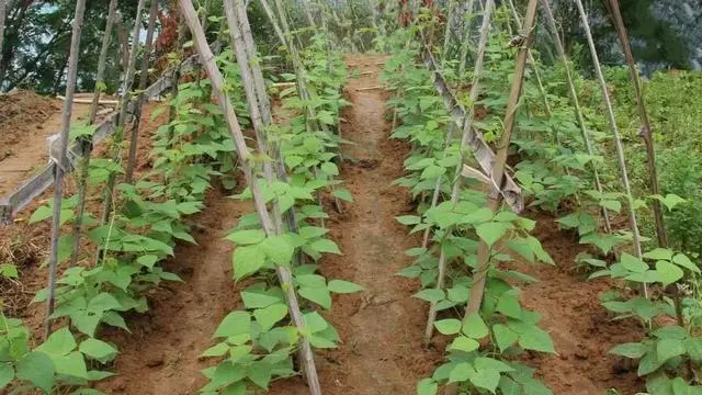 豆角高产种植技术，往地里撒一把，做好打尖工作，豆角不高产都难