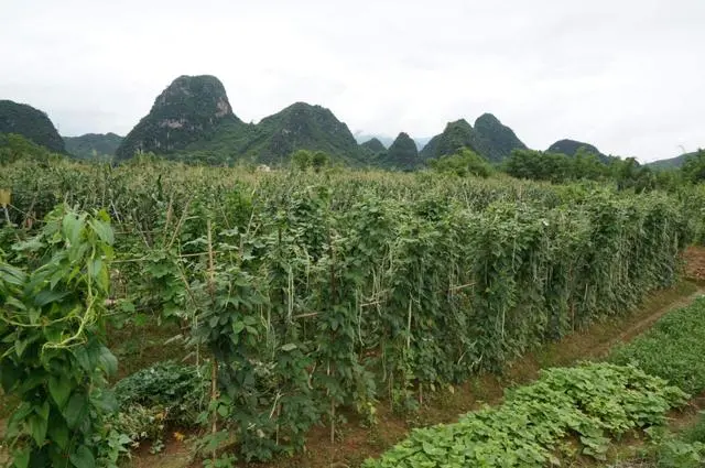 种长豆角的视频_长豆角种植技术视频_长豆角的种植技术与视频