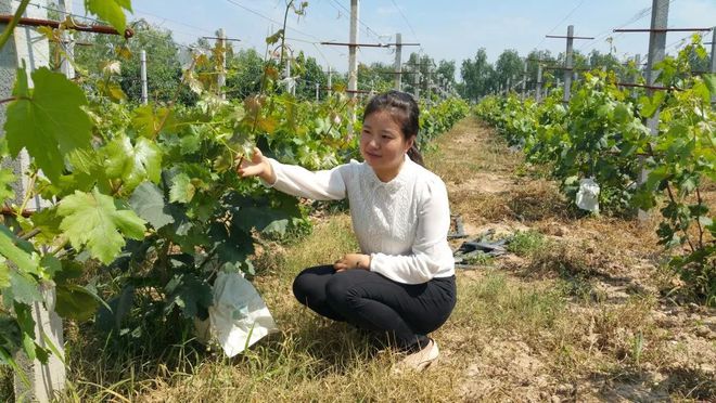 临邑农村种植致富_农村致富新项目种植业_农村致富项目种植业