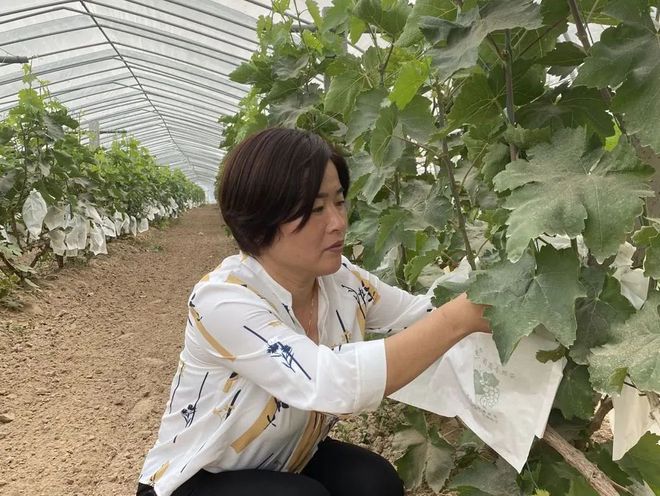 临邑农村种植致富_农村致富新项目种植业_农村致富项目种植业