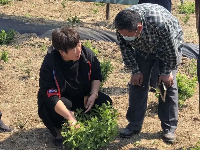 农村致富新项目种植业_农村致富项目种植业_临邑农村种植致富