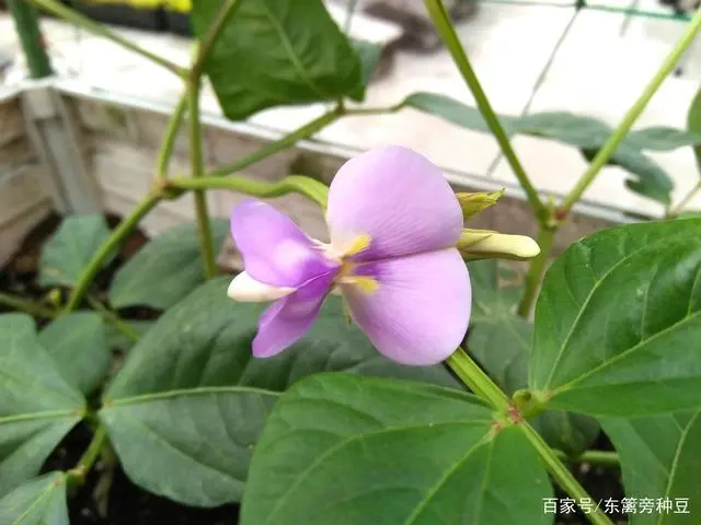 长豆角种植技术视频_农广天地种植豆角技术视频_怎样种豆角才高产视频