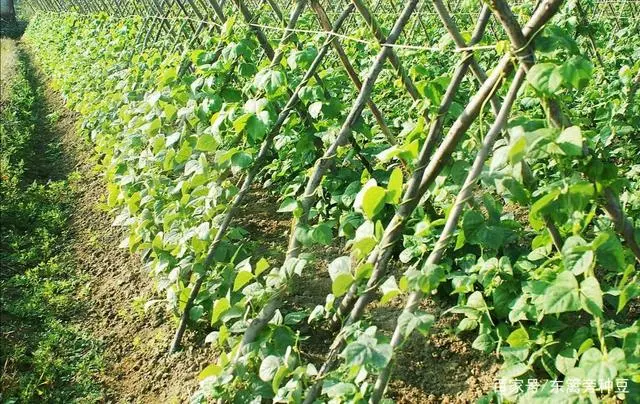 怎样种豆角才高产视频_农广天地种植豆角技术视频_长豆角种植技术视频