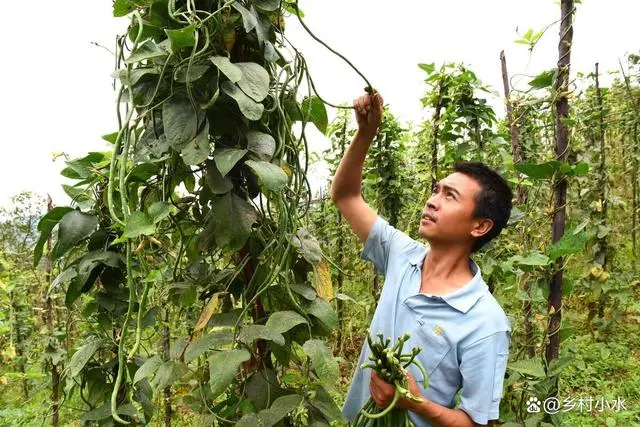 农广天地种植豆角技术视频_豆角种植视频教程_长豆角种植技术视频