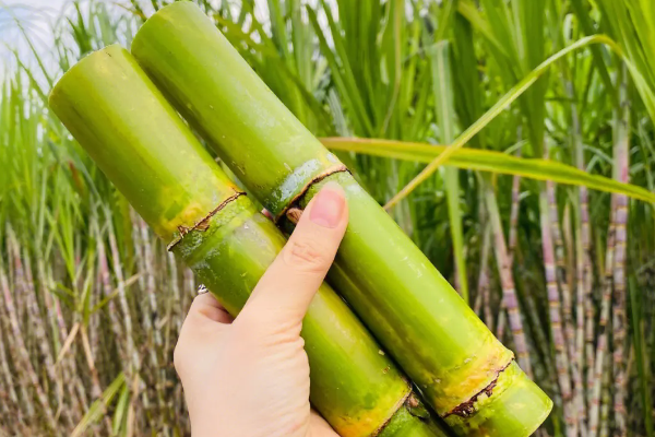 甘蔗要怎么种,甘蔗的种植技术