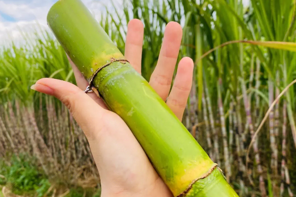 甘蔗种植技术图片欣赏_甘蔗种植全过程_甘蔗种植的图片