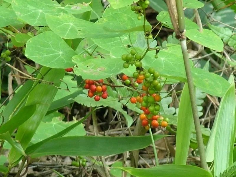 致富种植树莓图片大全_致富经树莓种植视频_致富经树莓种植