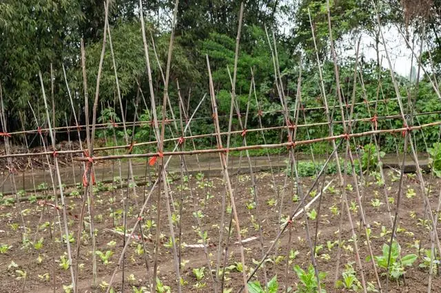 长豆角的种植技术与视频_长豆角种植技术视频_怎样种豆角才高产视频