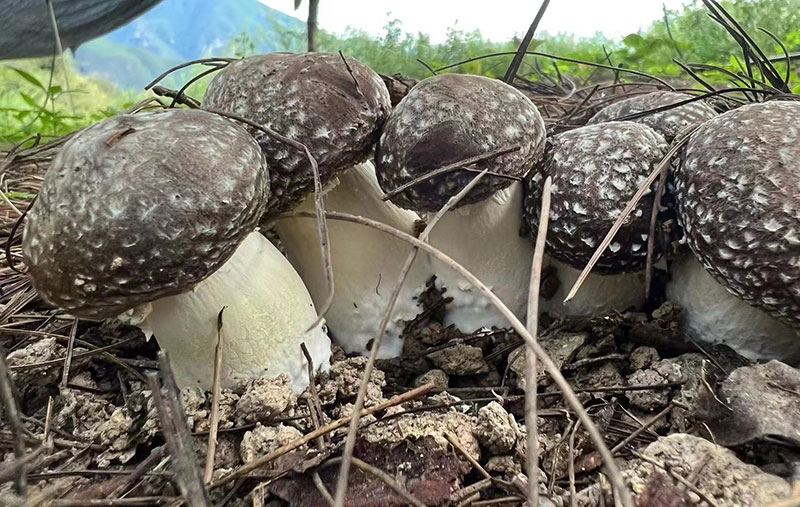 香格里拉市尼西乡汤满村种植的食用菌。香格里拉市融媒体中心供图