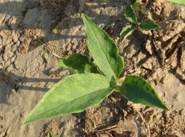 大血藤种植经济效益_大血藤栽培技术_大血藤种植致富