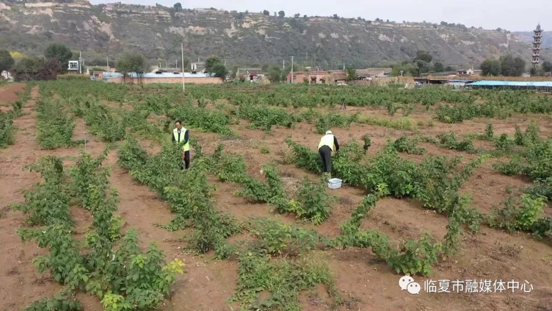 致富种植树莓视频_致富经树莓种植_种植树莓挣钱吗