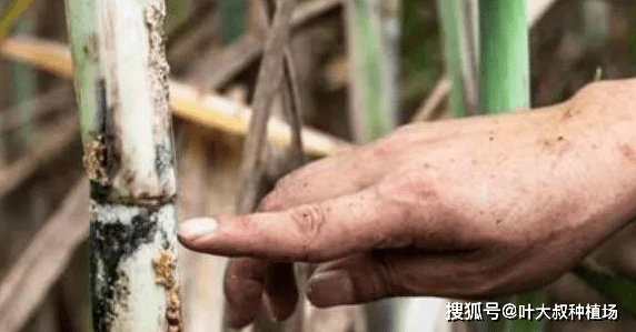 甘蔗种植技术视频教程_甘蔗种植技术图片欣赏_甘蔗种植欣赏图片技术与方法