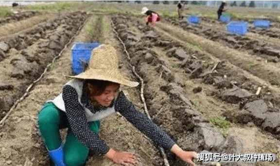 甘蔗种植技术图片欣赏_甘蔗种植欣赏图片技术与方法_甘蔗种植技术视频教程