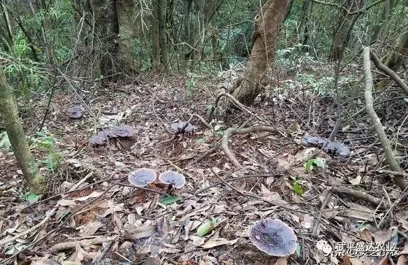 武平打造全国最大紫灵芝生产基地~媲美野生灵芝的“武芝2号”火了！