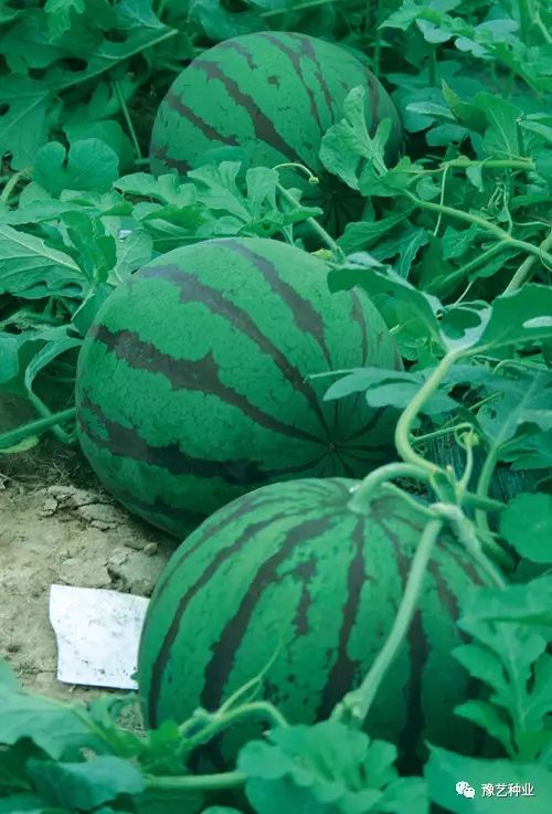 西瓜露地栽培_西瓜露地种植技术_西瓜种植露地技术要求