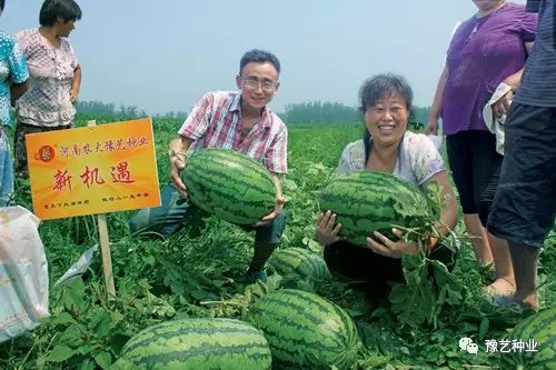 西瓜露地种植技术_西瓜种植露地技术要求_西瓜露地栽培