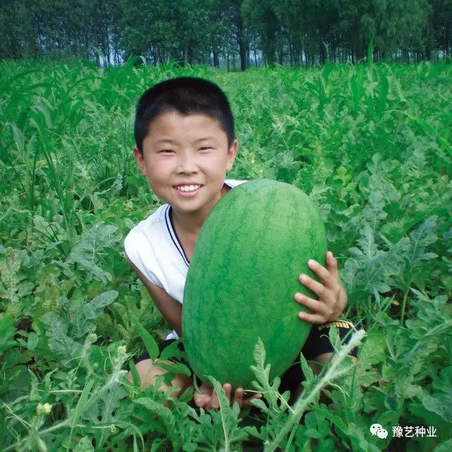 西瓜露地种植技术_西瓜露地栽培_西瓜种植露地技术要求