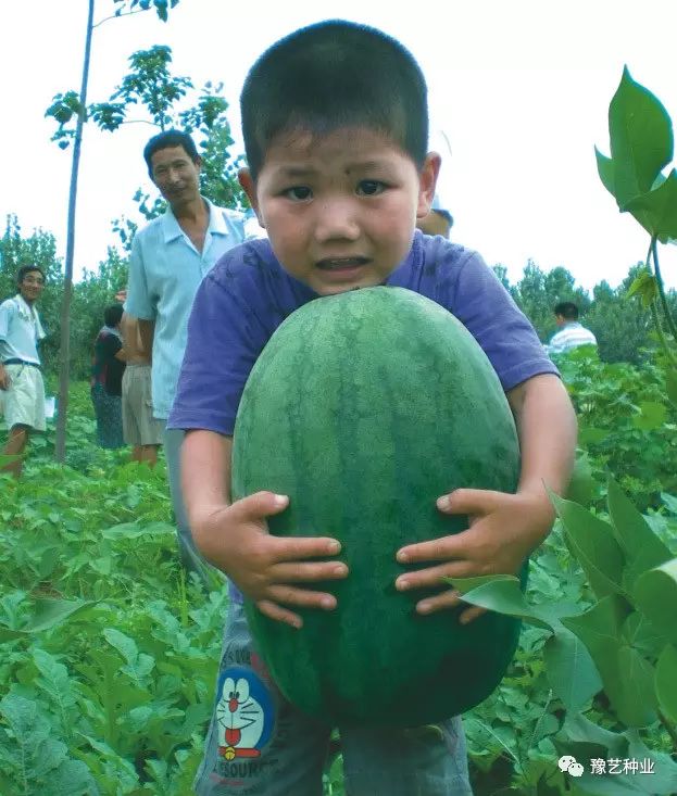 西瓜种植露地技术要求_西瓜露地种植技术_西瓜露地栽培