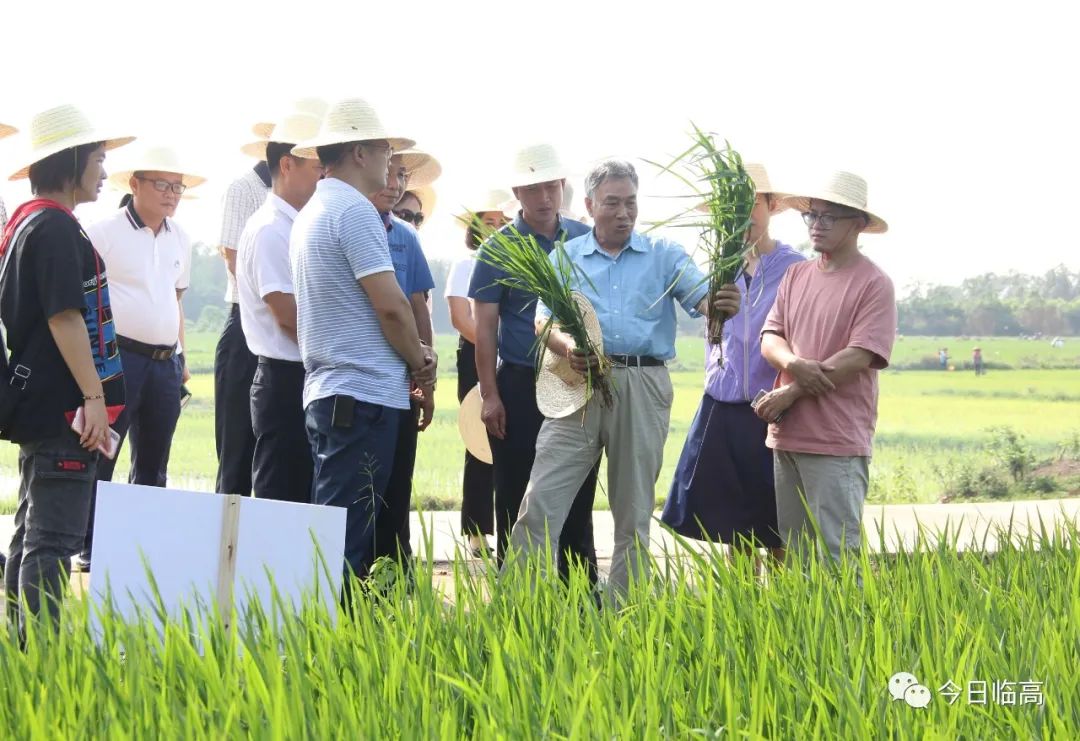 胭脂米种植条件_胭脂米亩产量_种植胭脂米致富