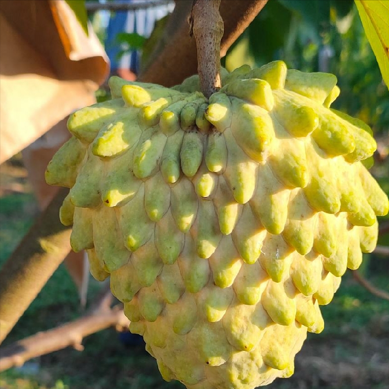 释迦果种植技术_种植释迦果的注意事项_如何种植释迦果树