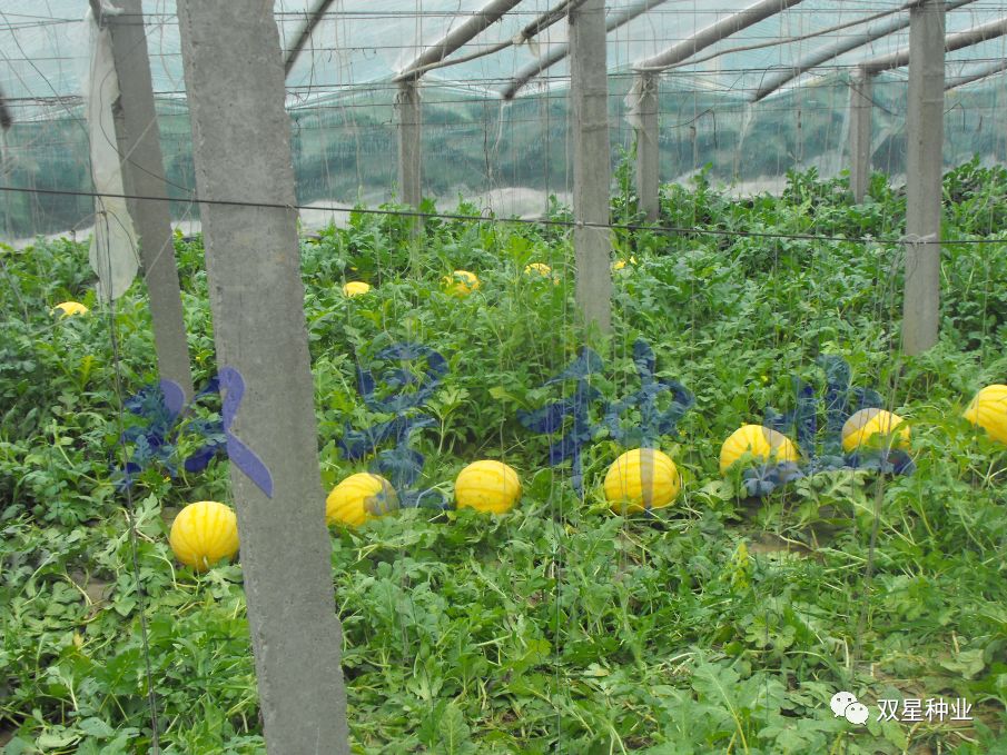 西瓜的露地种植技术_西瓜露地种植技术_西瓜露地栽培