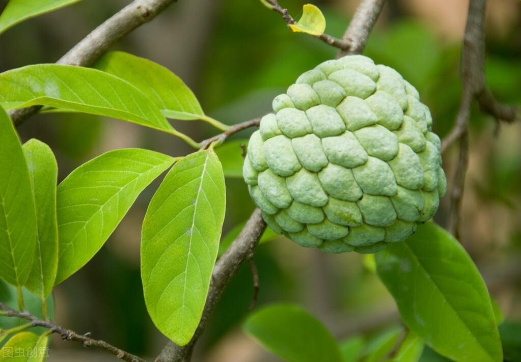 释迦果种植前景怎么样？