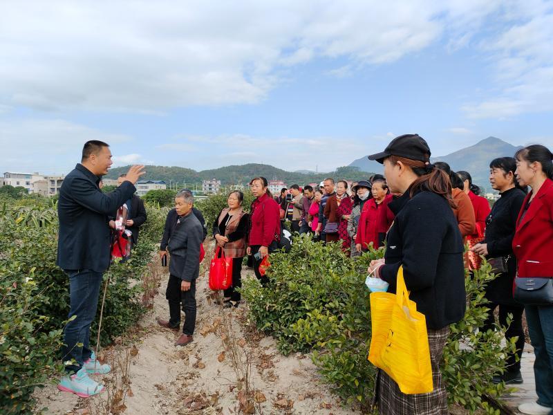 莆田蔬菜种植基地_莆田种植致富_适合莆田种植的果树