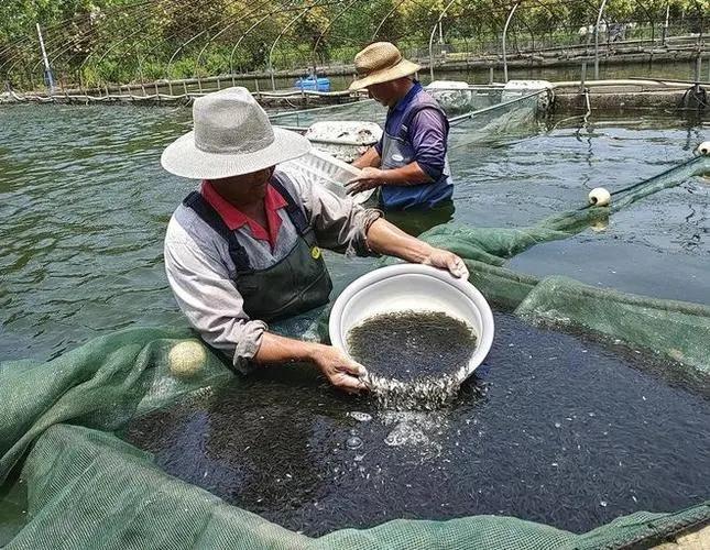 孵化养殖鲈鱼技术要点_鲈鱼孵化技术视频_鲈鱼孵化养殖技术