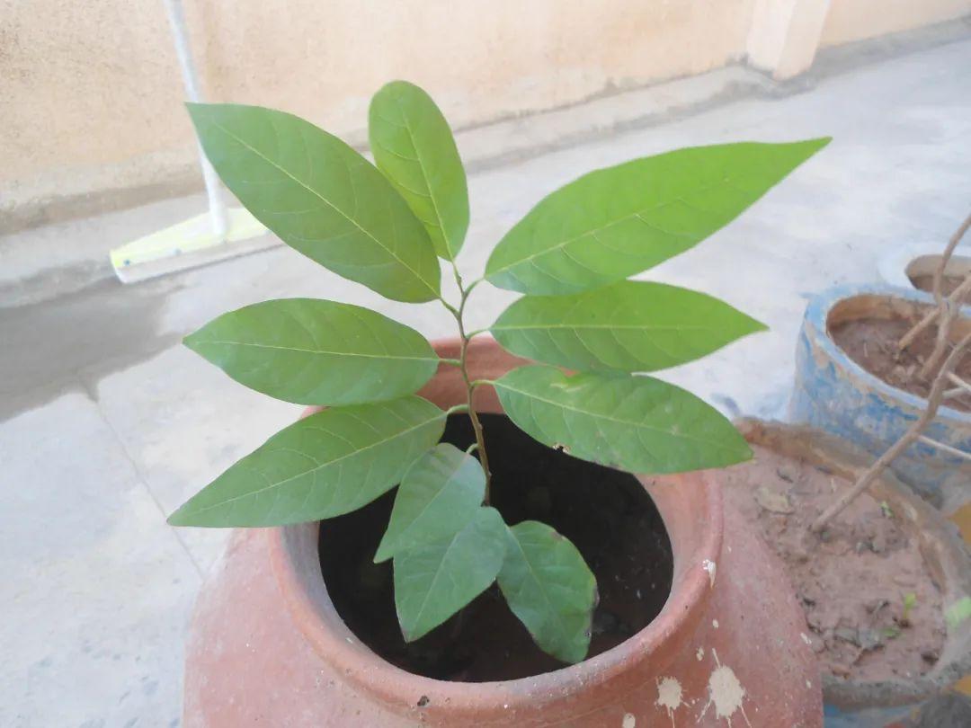 释迦果种植技术_释迦果种植技术视频_种植释迦果的注意事项