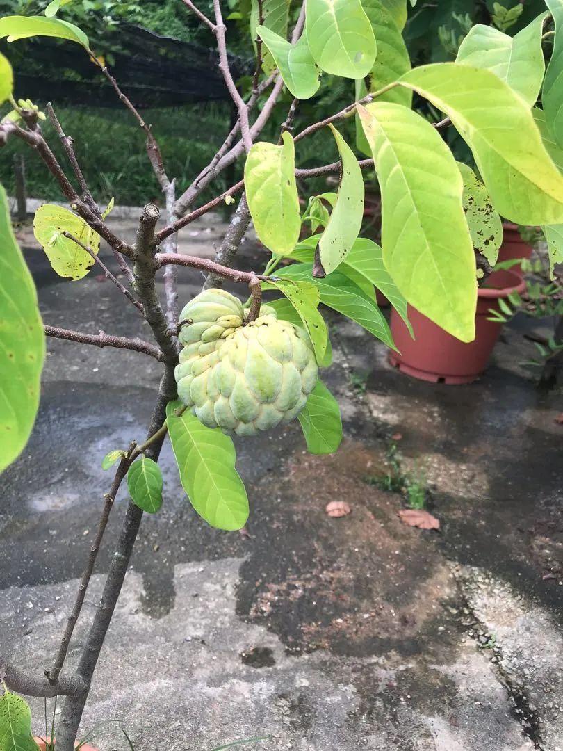 释迦果种植技术_释迦果种植技术视频_种植释迦果的注意事项