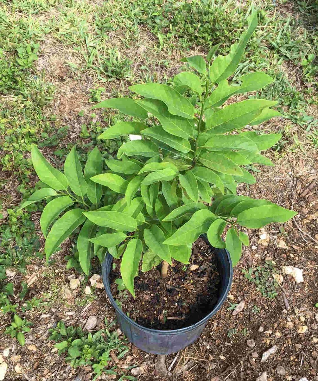 释迦果种植技术_种植释迦果的注意事项_释迦果种植技术视频