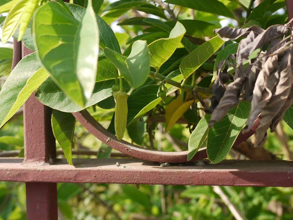 释迦果种植技术_释迦果种植技术视频_种植释迦果的注意事项