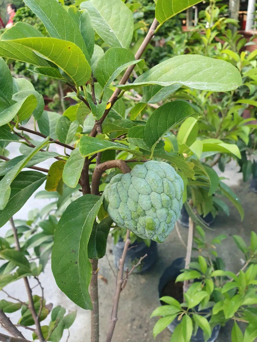 释迦果种植技术_释迦果种植技术视频_种植释迦果的注意事项