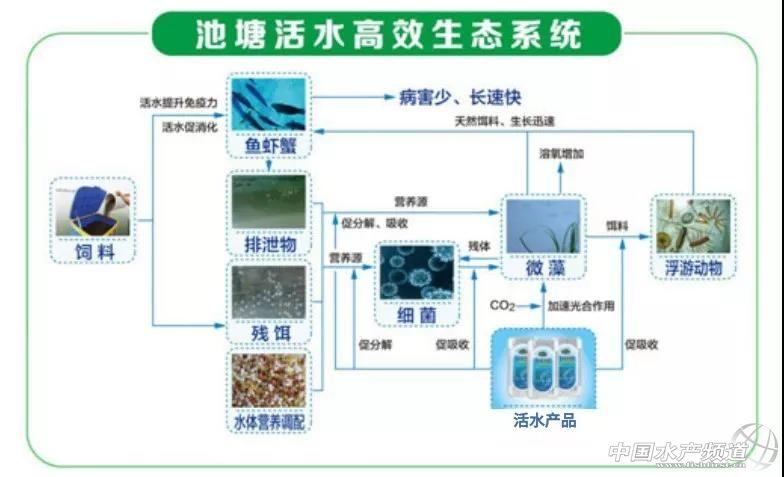 “加州鲈鱼高效生态养殖模式”详解