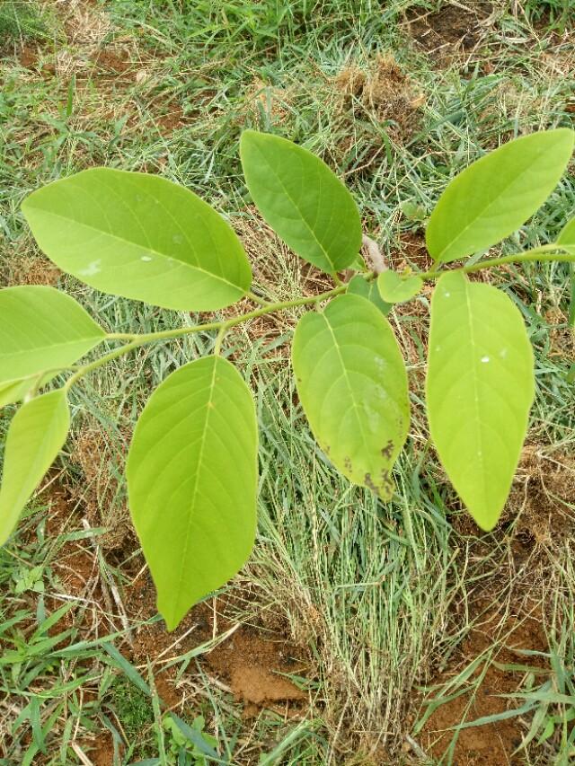 释迦果种植技术_释迦果种植条件和区域_种植释迦果的注意事项