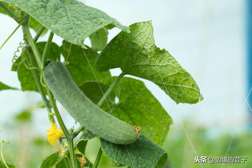 种植丝瓜家庭技术与管理_种植丝瓜技术要点_家庭丝瓜的种植技术