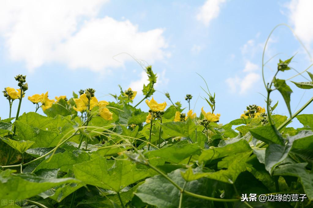 家庭丝瓜的种植技术_种植丝瓜技术要点_种植丝瓜家庭技术与管理