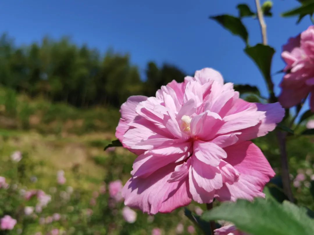 广西农村种植什么赚钱不愁销路_广西农村种植致富_在广西种植什么有前景