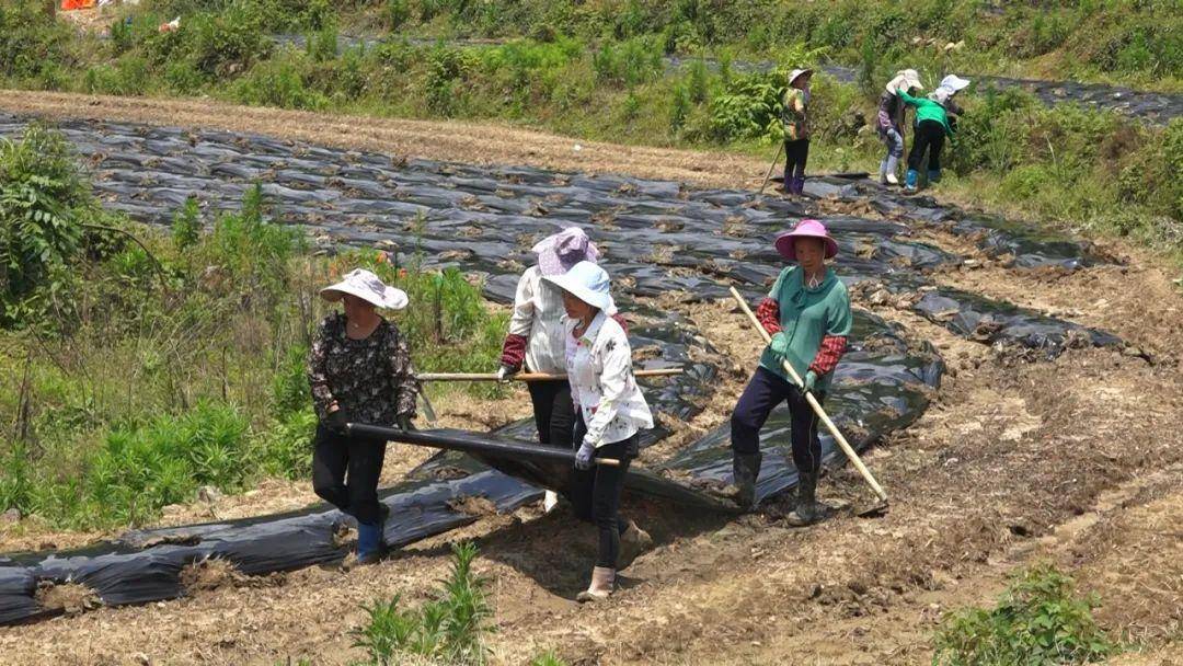 南丰：因地制宜发展特色种养 拓宽群众致富路