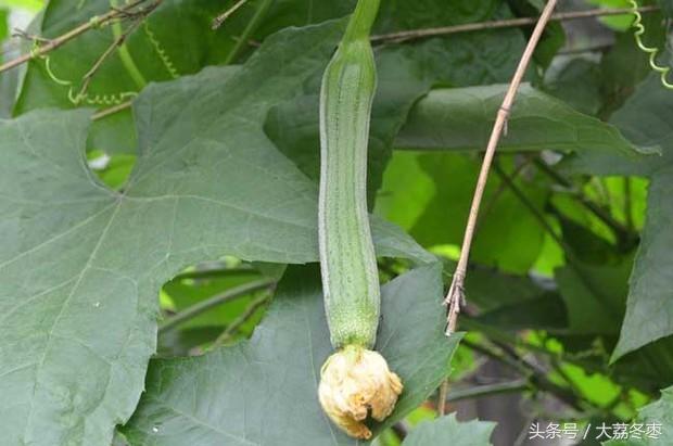 种植丝瓜家庭技术视频_种植丝瓜家庭技术视频教程_家庭丝瓜的种植技术