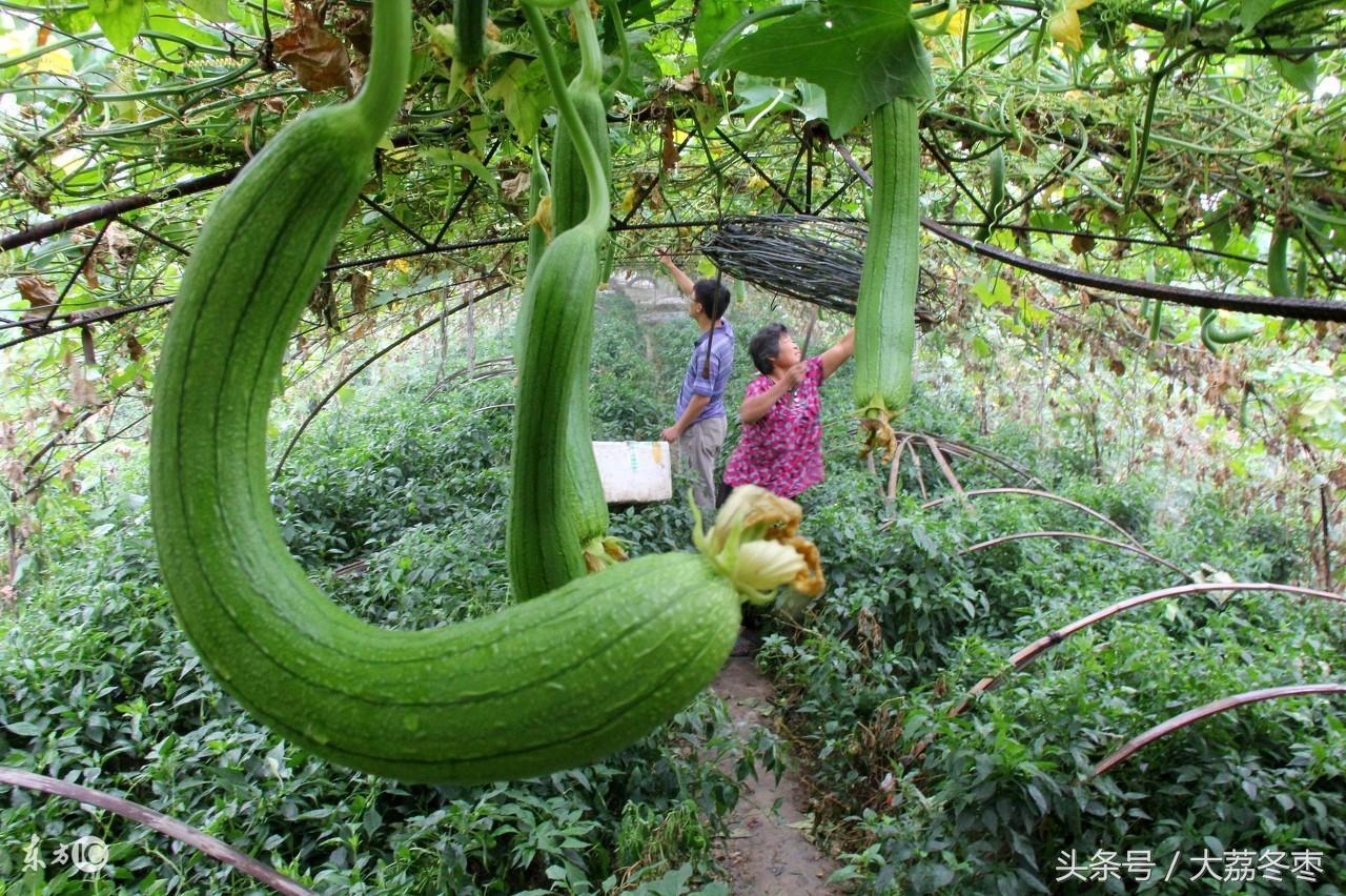 种植丝瓜家庭技术视频_家庭丝瓜的种植技术_种植丝瓜家庭技术视频教程