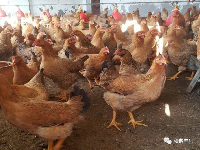 珍禽养殖致富新闻_珍禽养殖国家有补贴吗_致富养殖信息