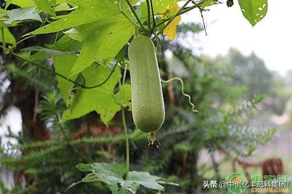 种植丝瓜技术要点_种植丝瓜的步骤_家庭丝瓜的种植技术