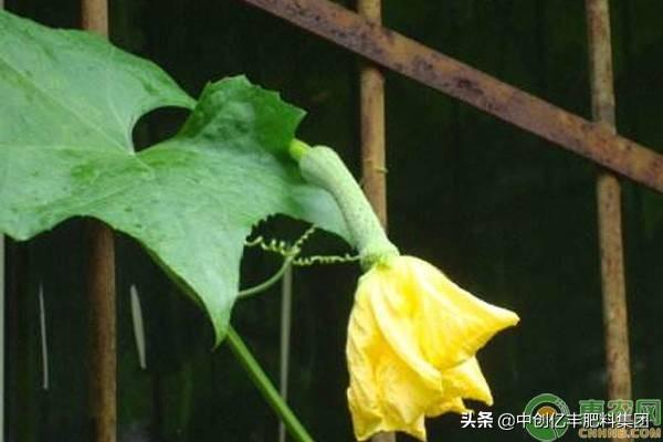 种植丝瓜的步骤_家庭丝瓜的种植技术_种植丝瓜技术要点