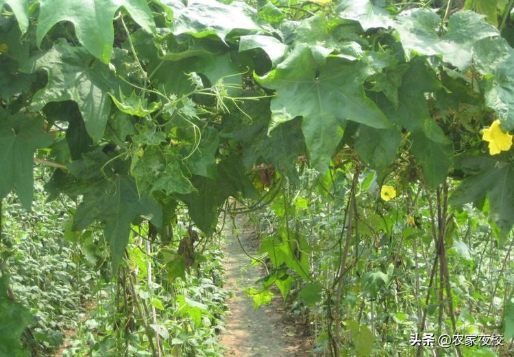 家庭丝瓜的种植技术_种植丝瓜家庭技术视频教程_种植丝瓜家庭技术视频